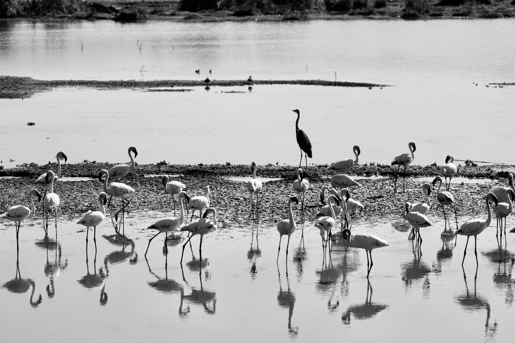 Flamingos and wading birds reflected in shallow water at Lake Manyara, in black and white