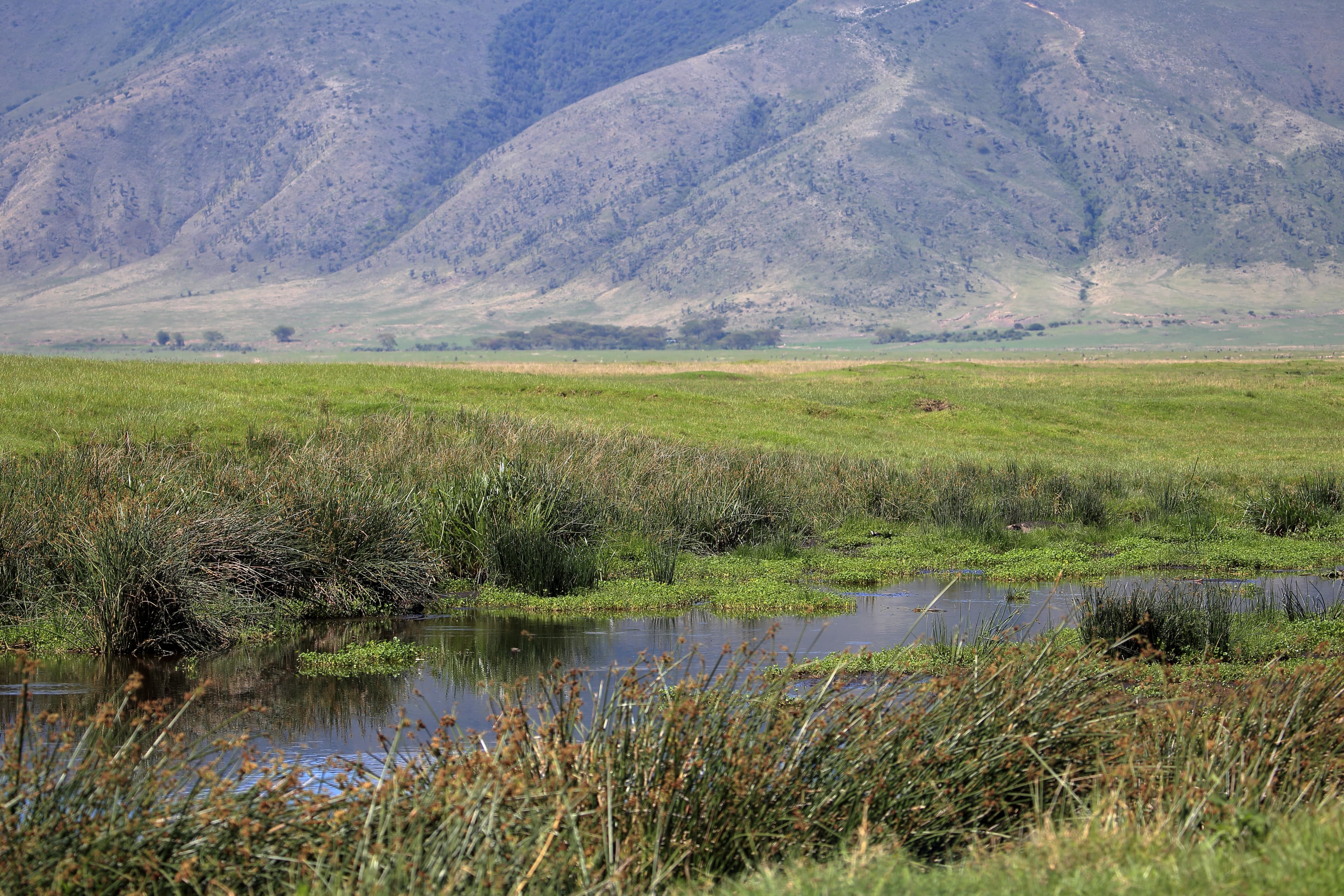 Wetland and grassland beneath the walls of Ngorongoro Crater, Tanzania