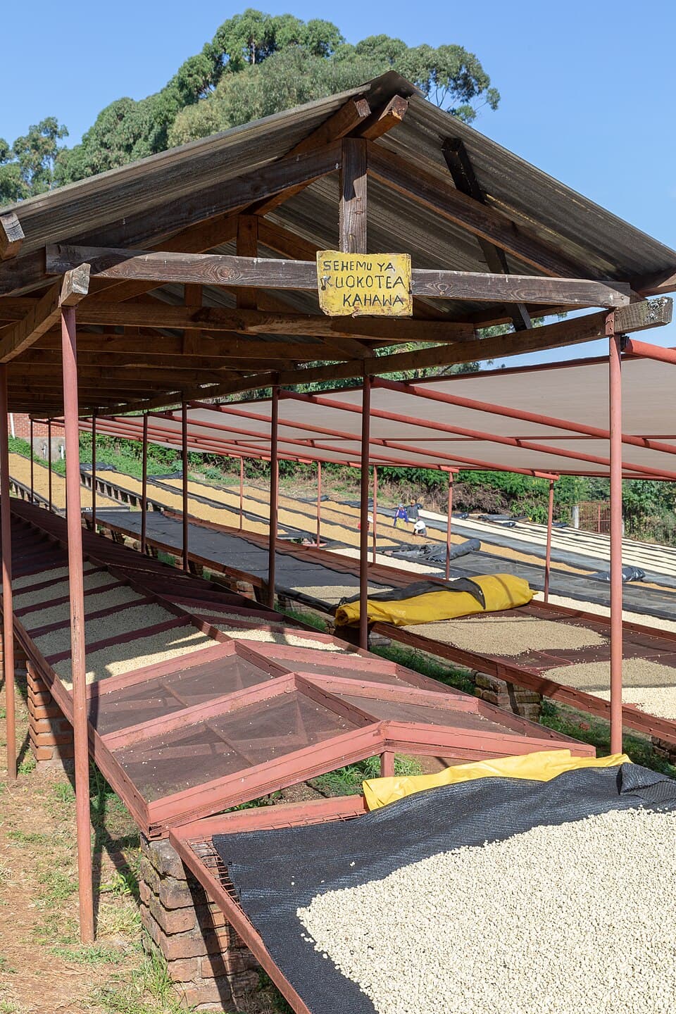 Coffee beans drying on raised beds at a farm near Karatu in Tanzania's Arusha Region