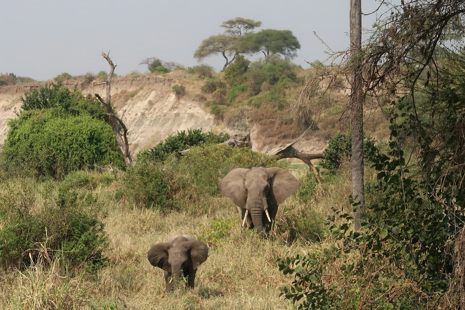 Elephants among grass and trees in Tarangire National Park, Tanzania