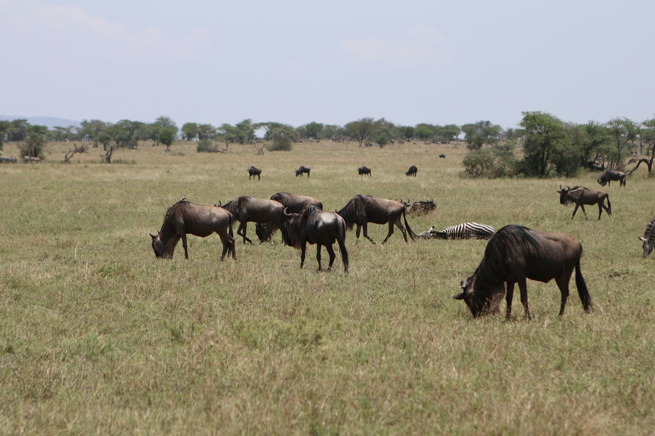 Wildebeest grazing across the Serengeti grasslands in Tanzania